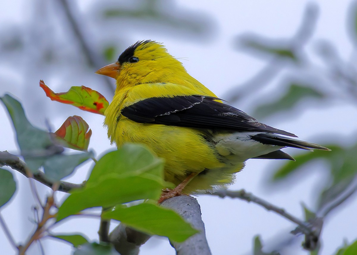 American Goldfinch - ML641412578