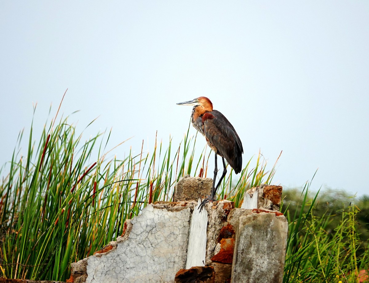 Goliath Heron - ML641412579