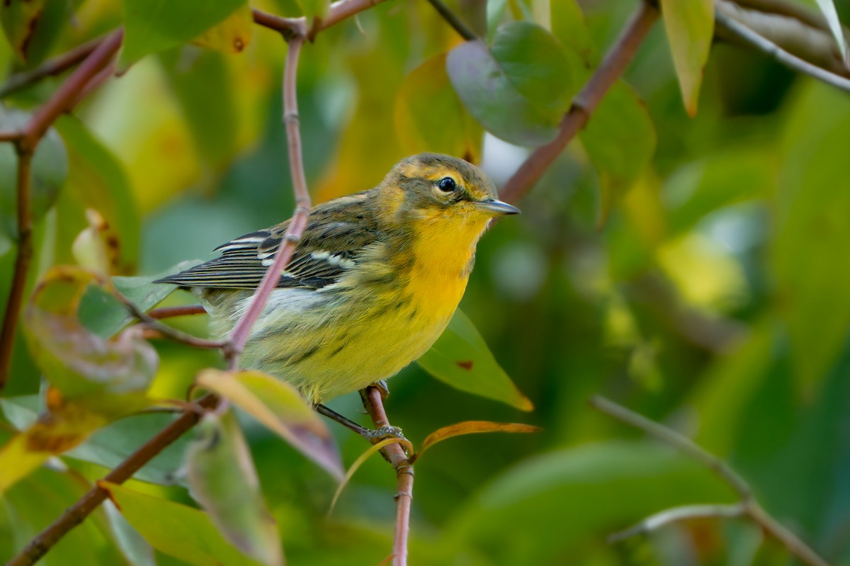 Blackburnian Warbler - ML641412580