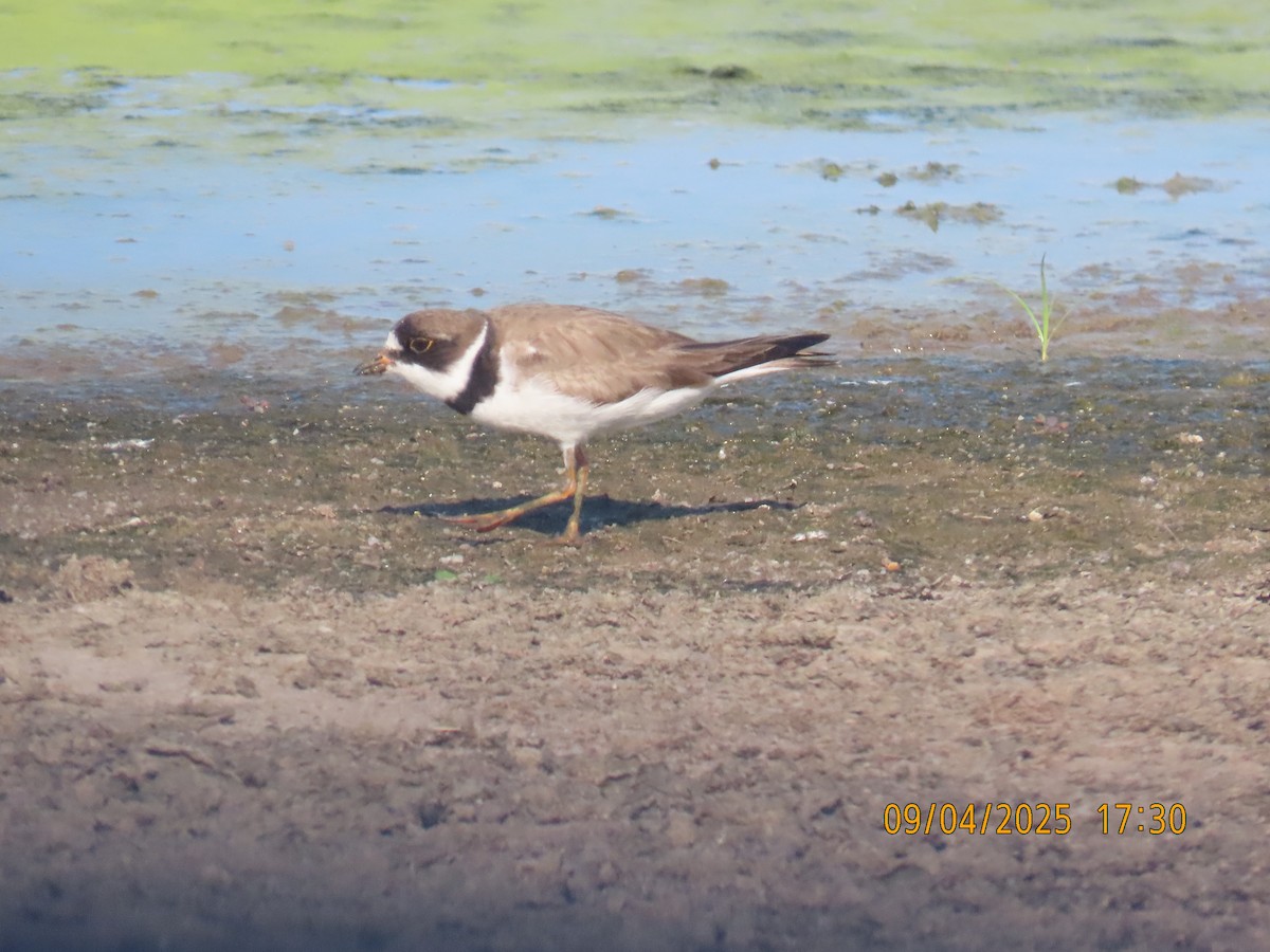 Semipalmated Plover - ML641412583