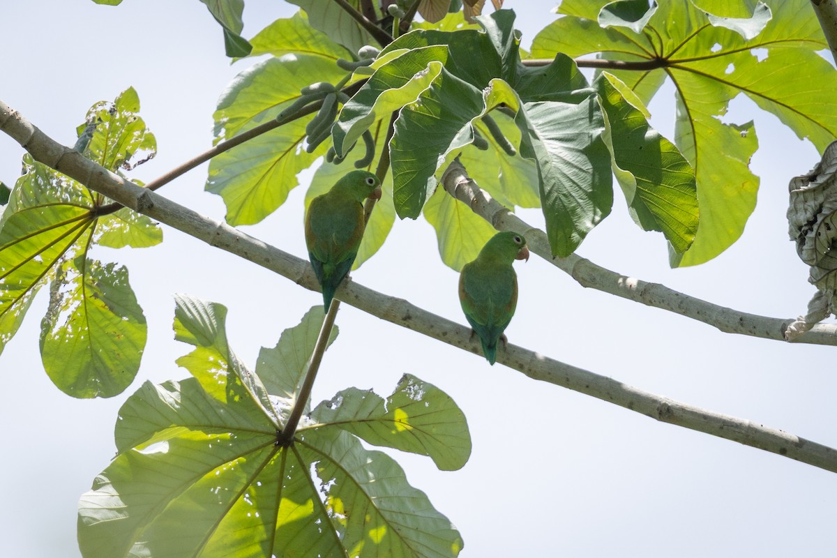 Orange-chinned Parakeet - ML641412585