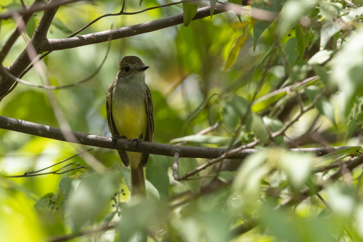 Brown-crested Flycatcher - ML641412586