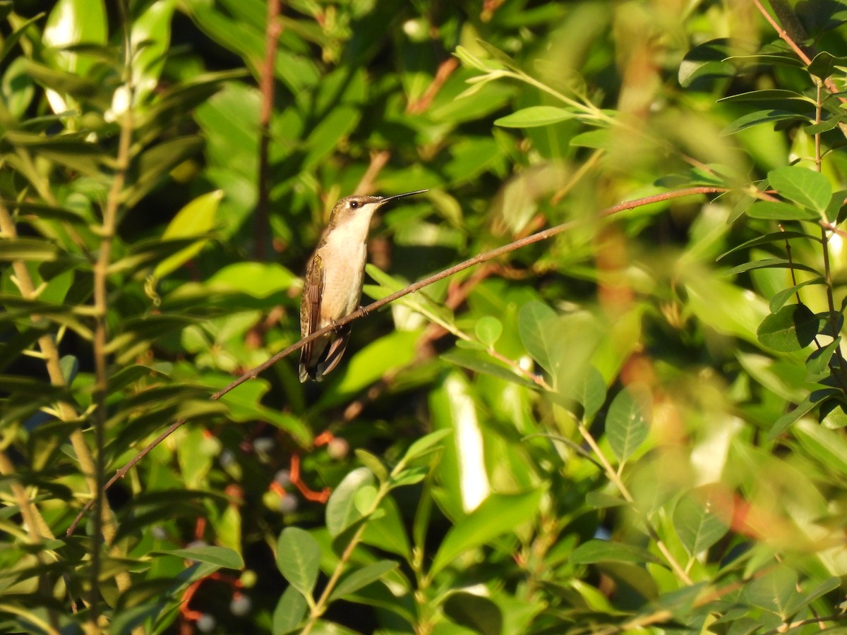 Ruby-throated Hummingbird - ML641412587