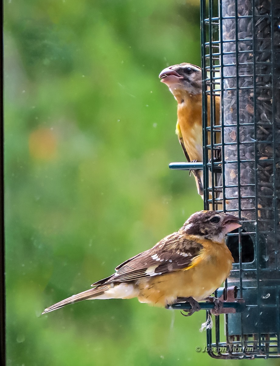 Black-headed Grosbeak - ML641412588