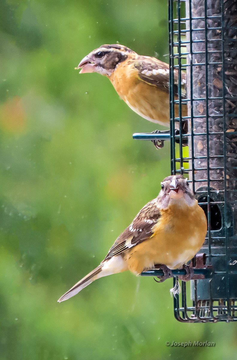 Black-headed Grosbeak - ML641412589
