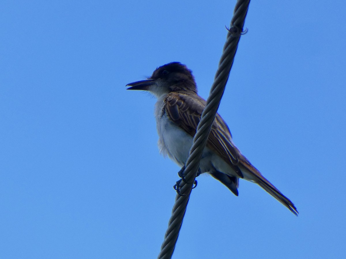 Loggerhead Kingbird (Hispaniolan) - ML641412590