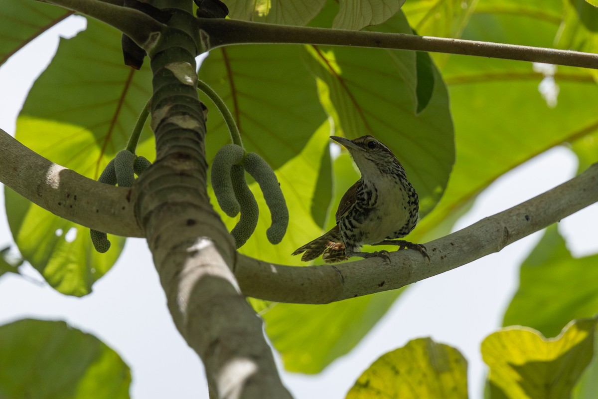 Banded Wren - ML641412591
