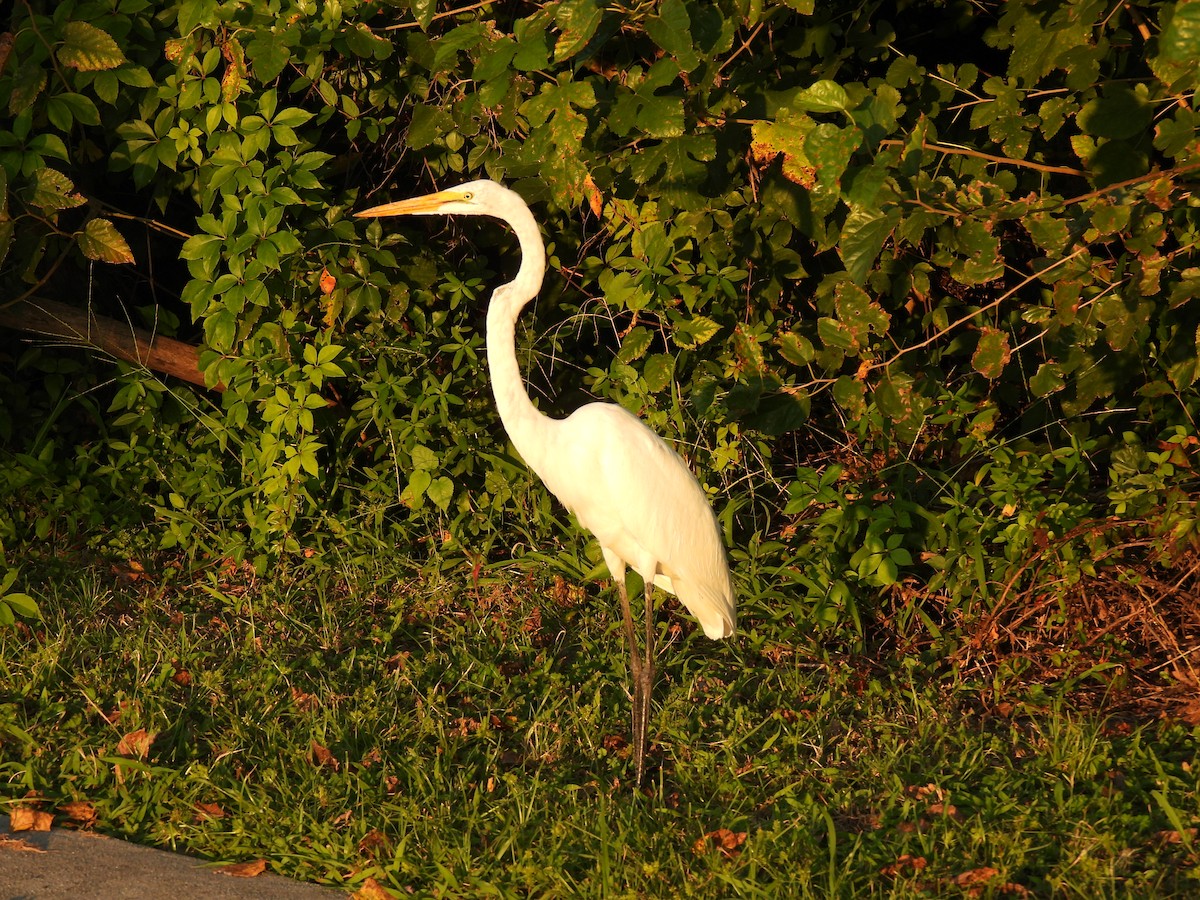 egretthegre - ML641412614