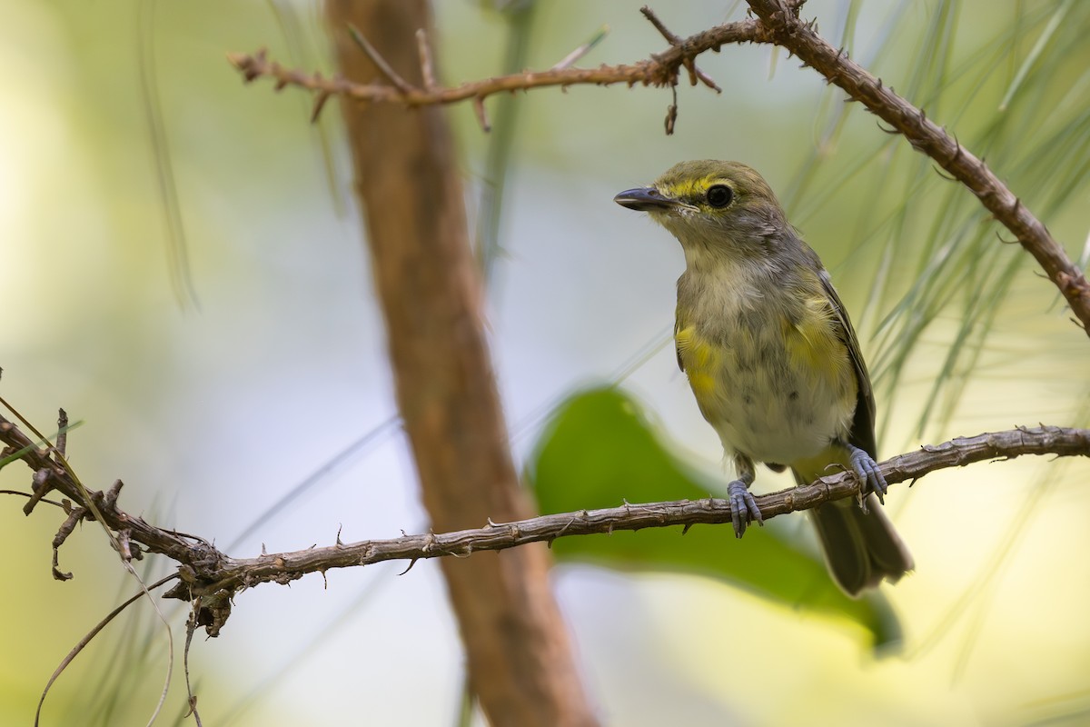 hvitøyevireo - ML641412628