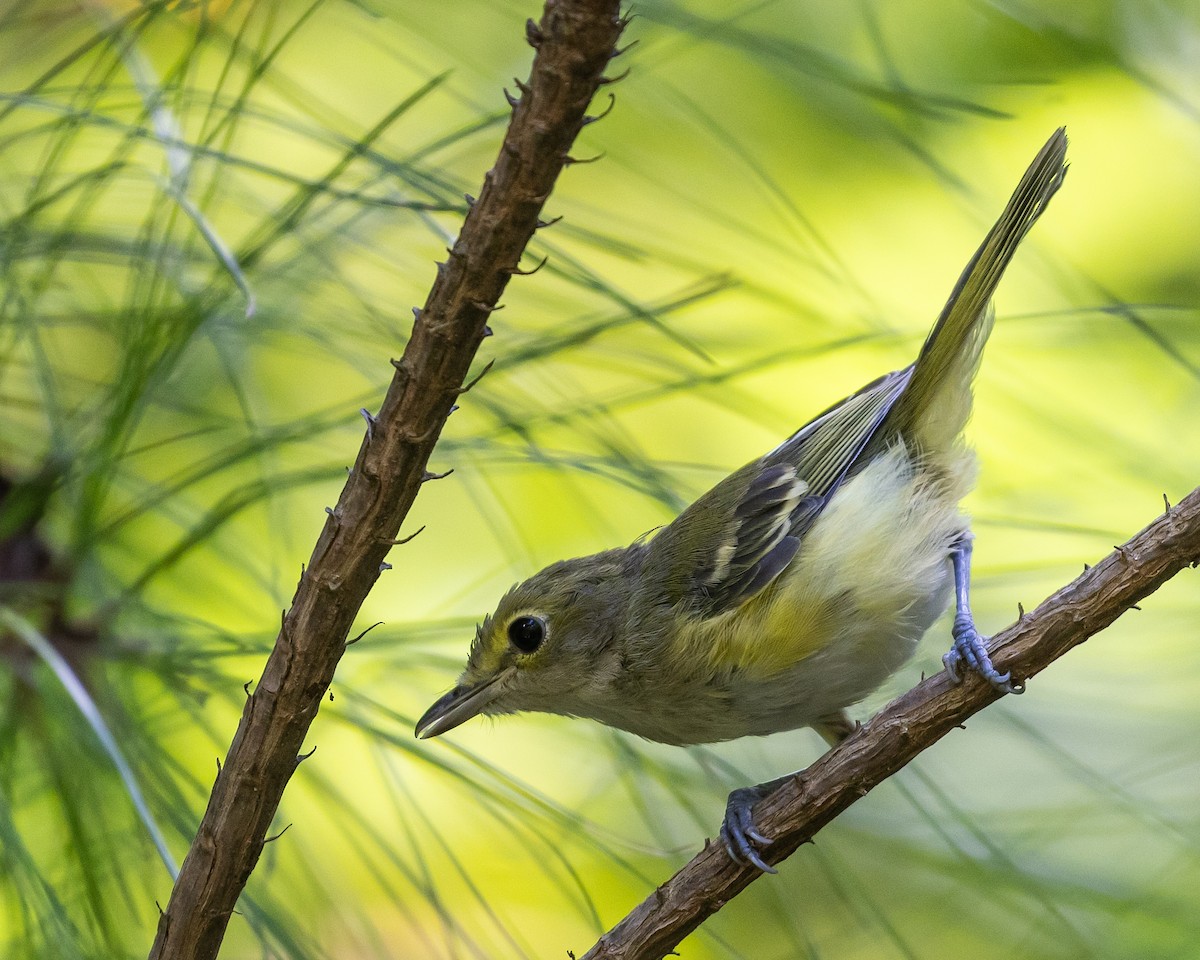 hvitøyevireo - ML641412629