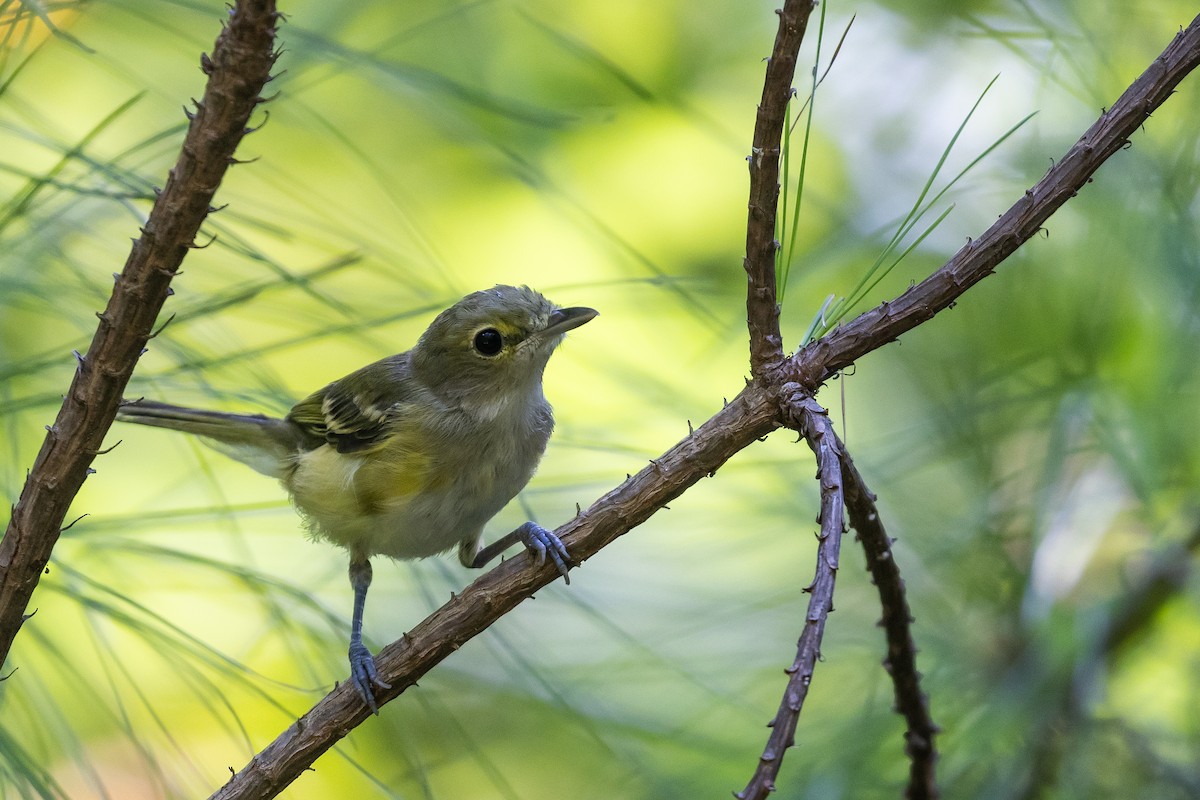 hvitøyevireo - ML641412630