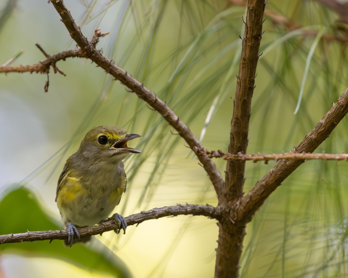 hvitøyevireo - ML641412631