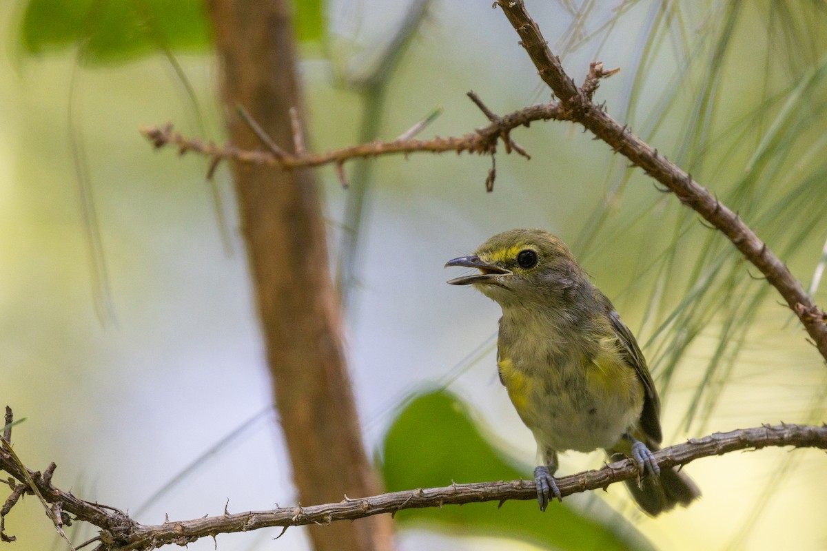 hvitøyevireo - ML641412632