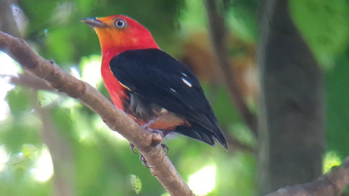 flammemanakin - ML641412634