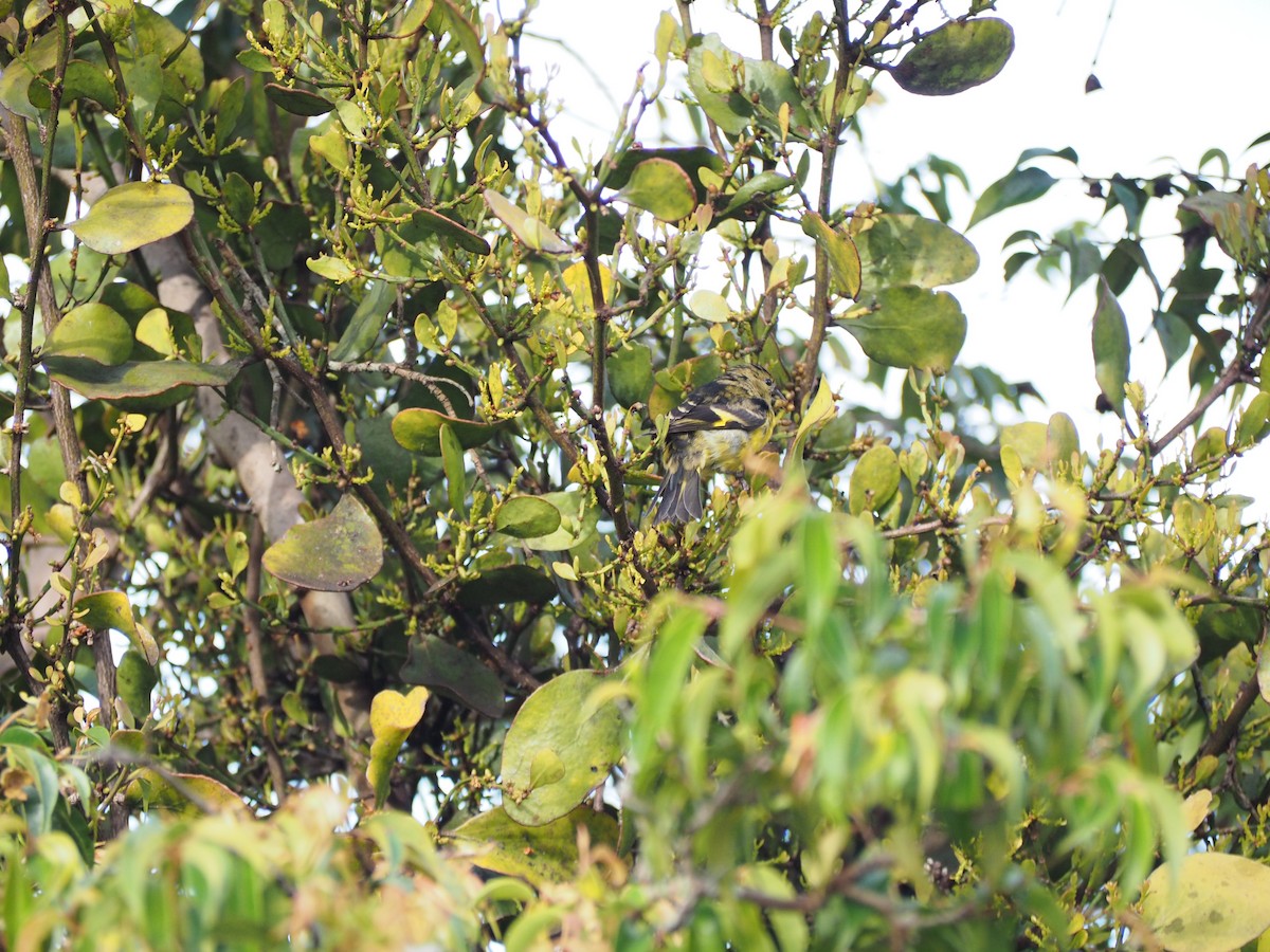 Yellow-bellied Siskin - ML641412640