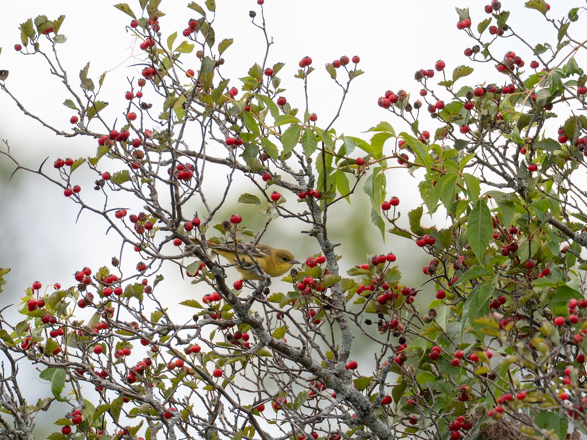 Oriole des vergers - ML641412651