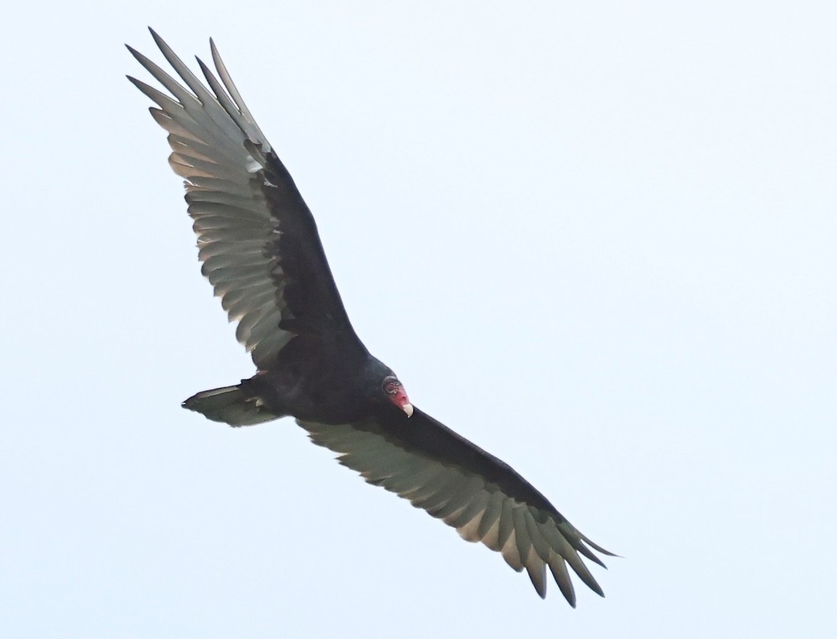 Urubu à tête rouge - ML641412673