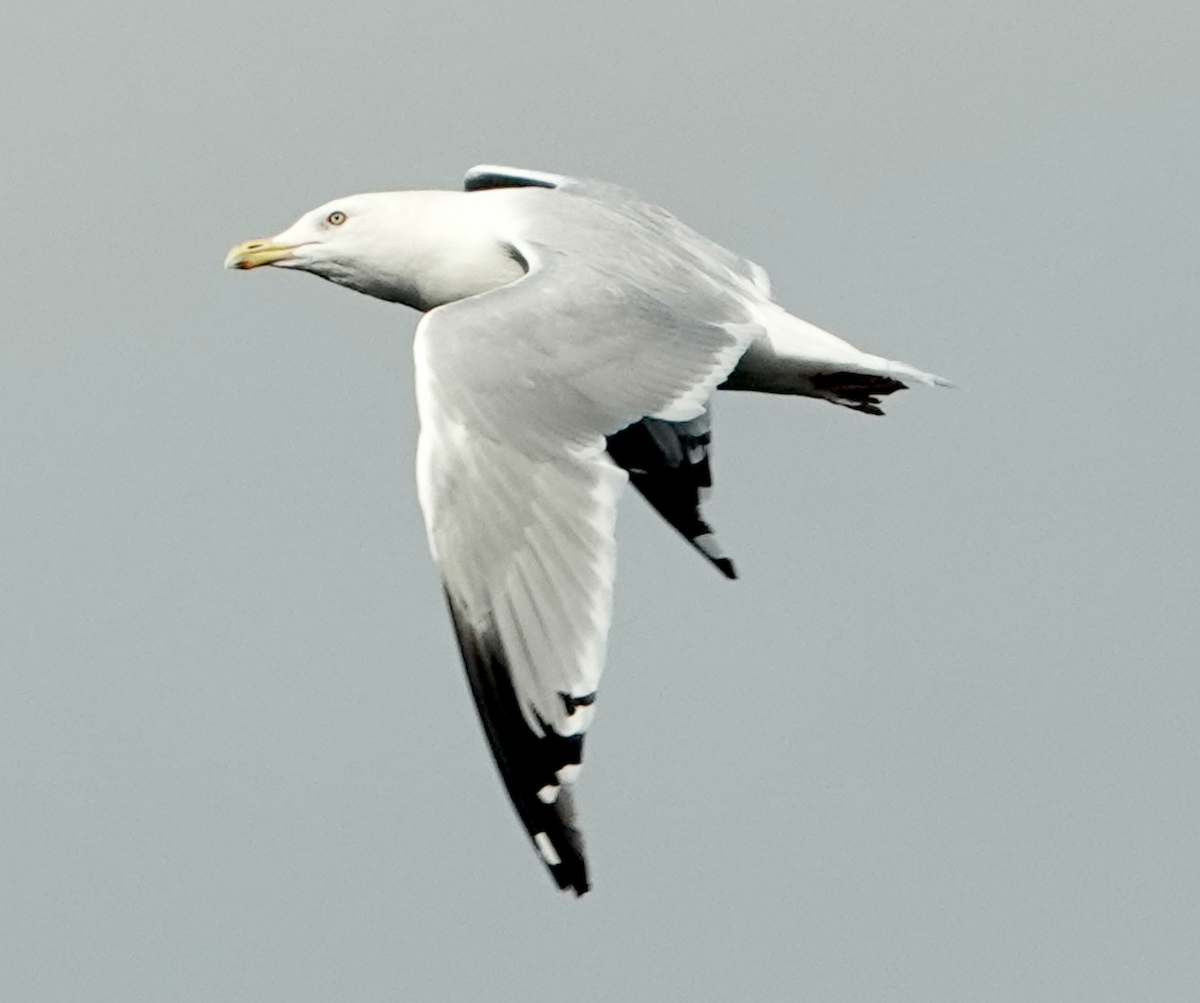 American Herring Gull - ML641412683