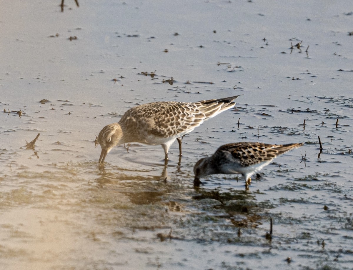 gulbrystsnipe - ML641412692