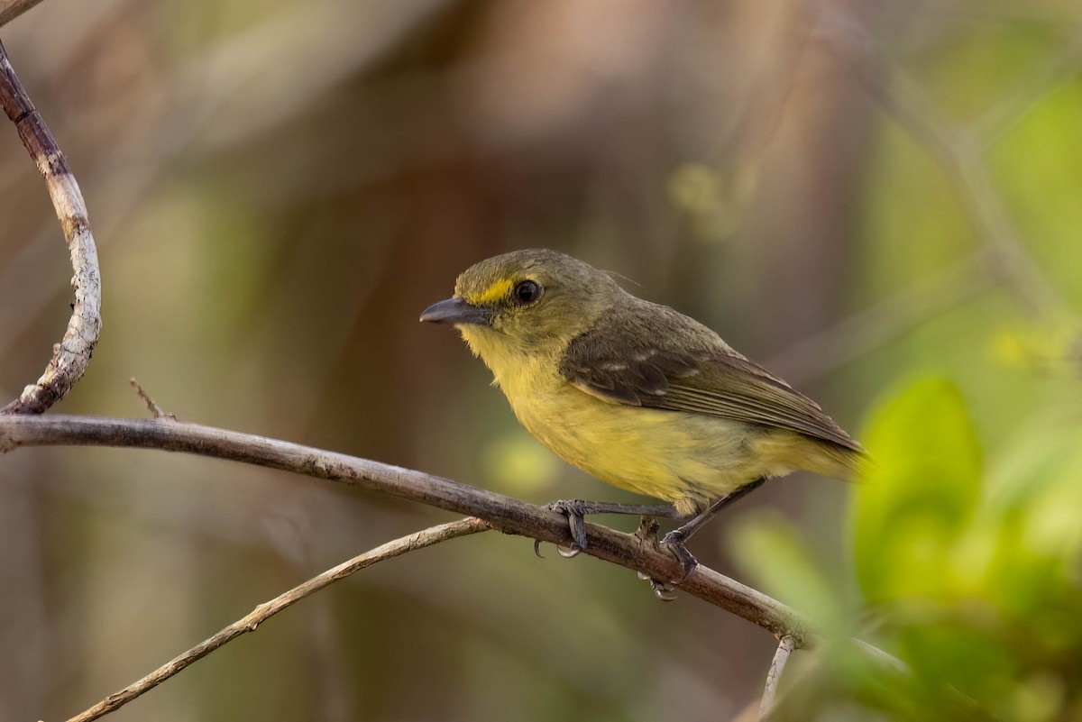 mangrovevireo - ML641412693