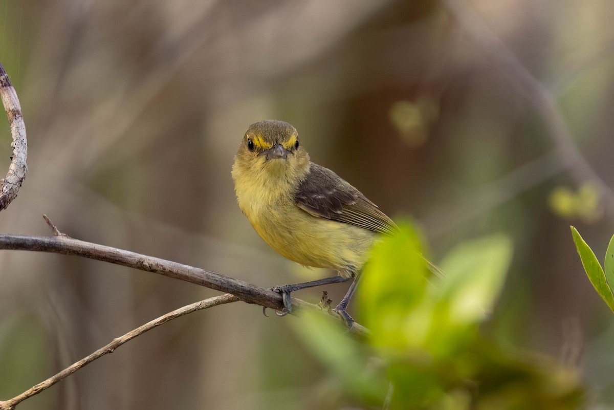 mangrovevireo - ML641412694