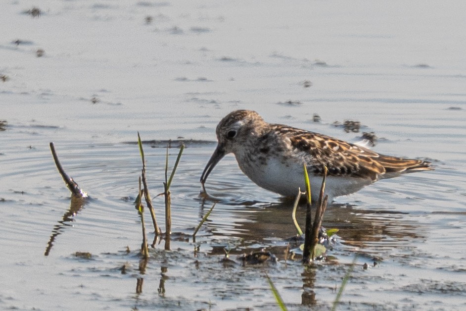 pygmésnipe - ML641412711