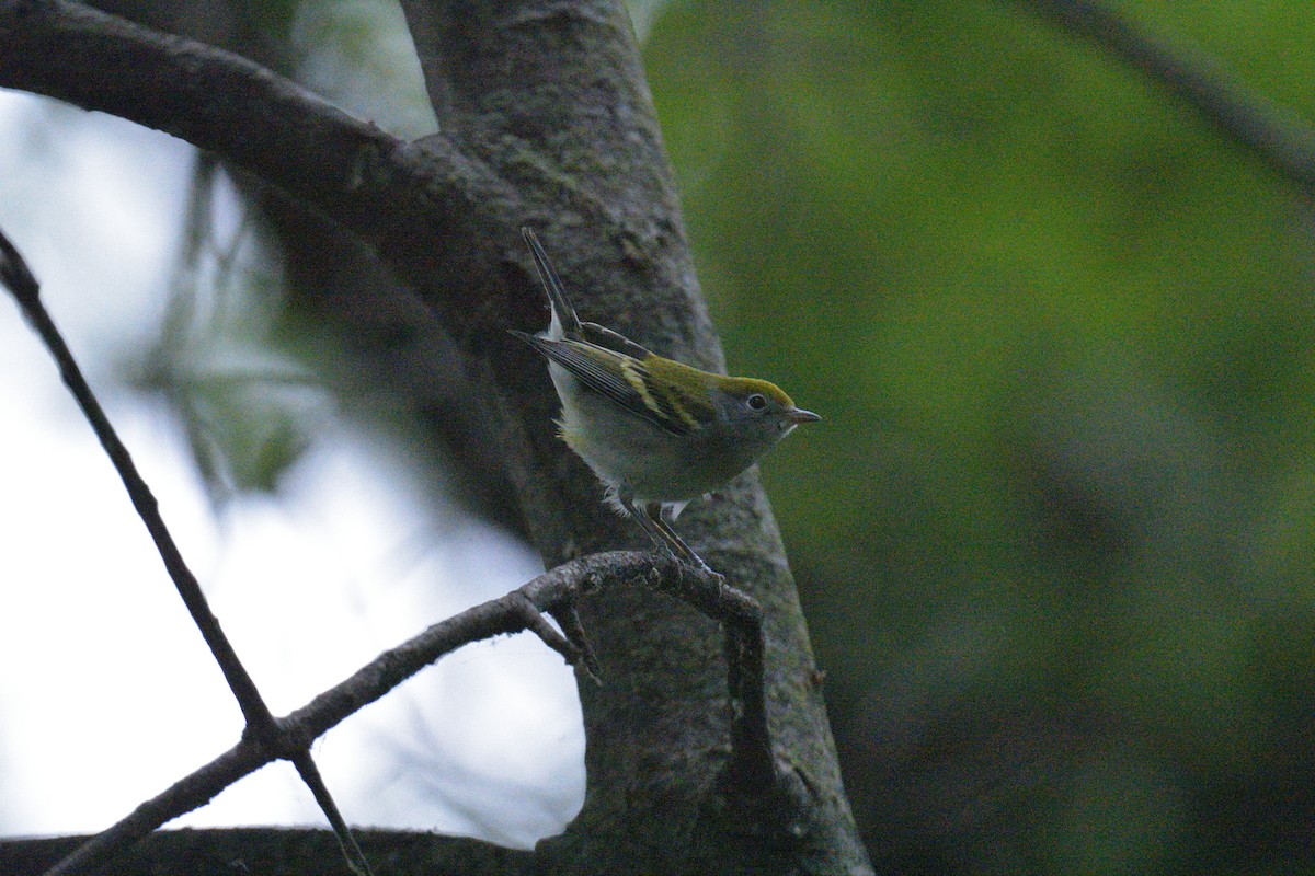 brunsideparula - ML641412712