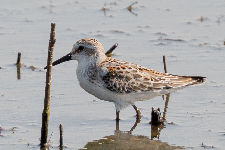beringsnipe - ML641412717