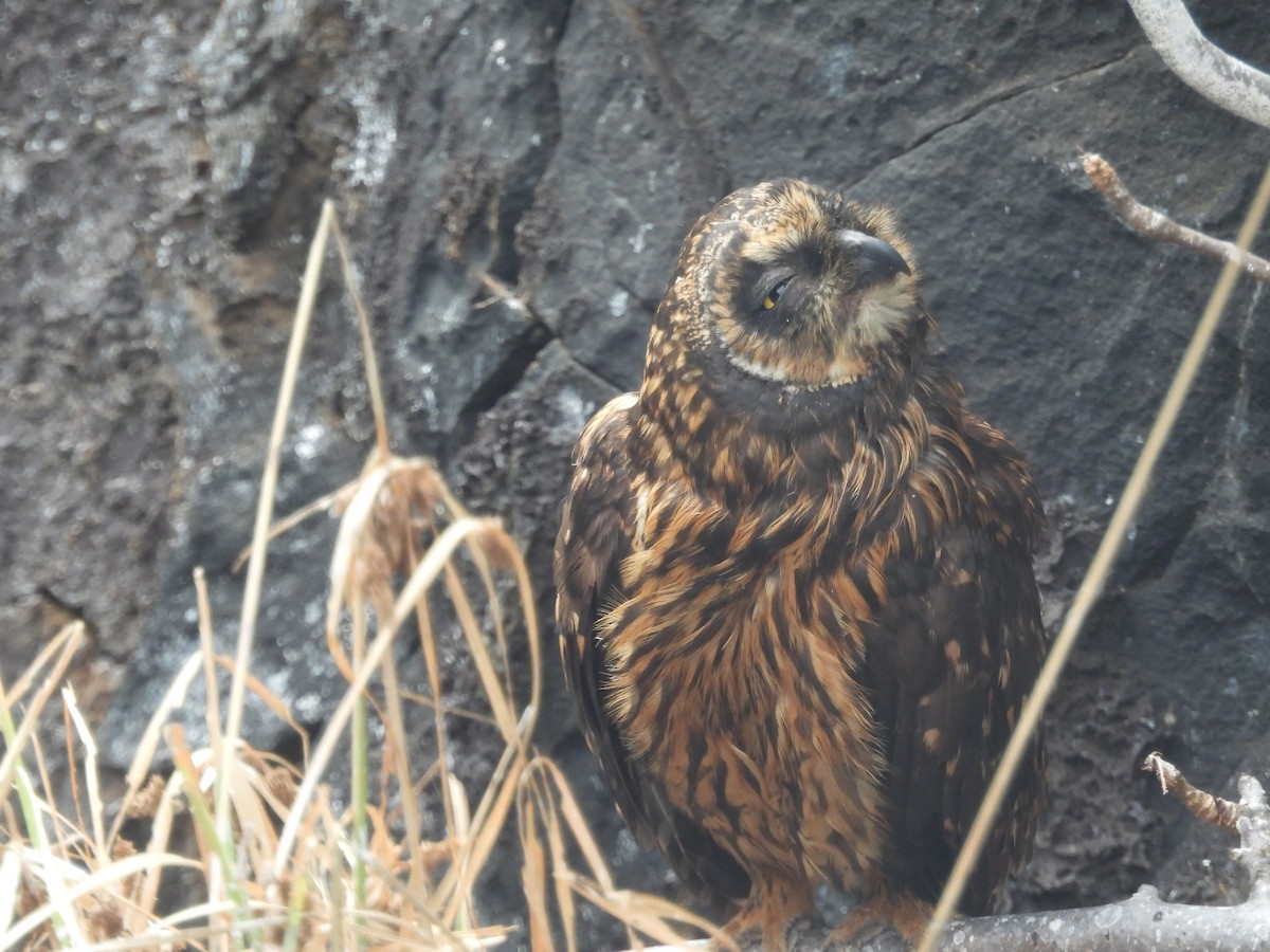 Сова болотяна (підвид galapagoensis) - ML641412743