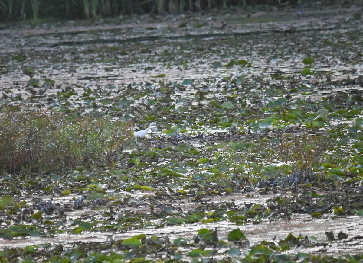 Little Blue Heron - ML641412779