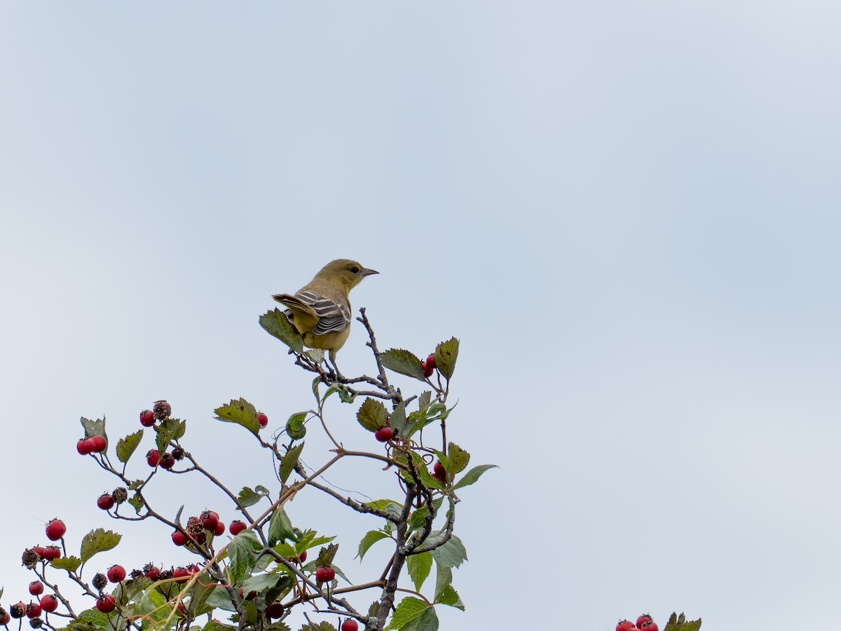 Orchard Oriole - ML641412781