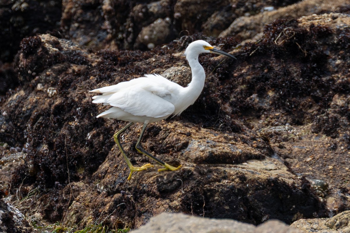 Snowy Egret - ML641412782