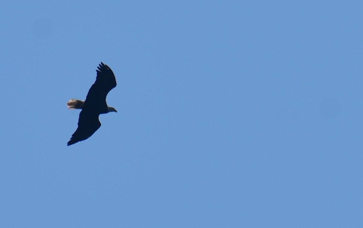 Bald Eagle - ML641412783