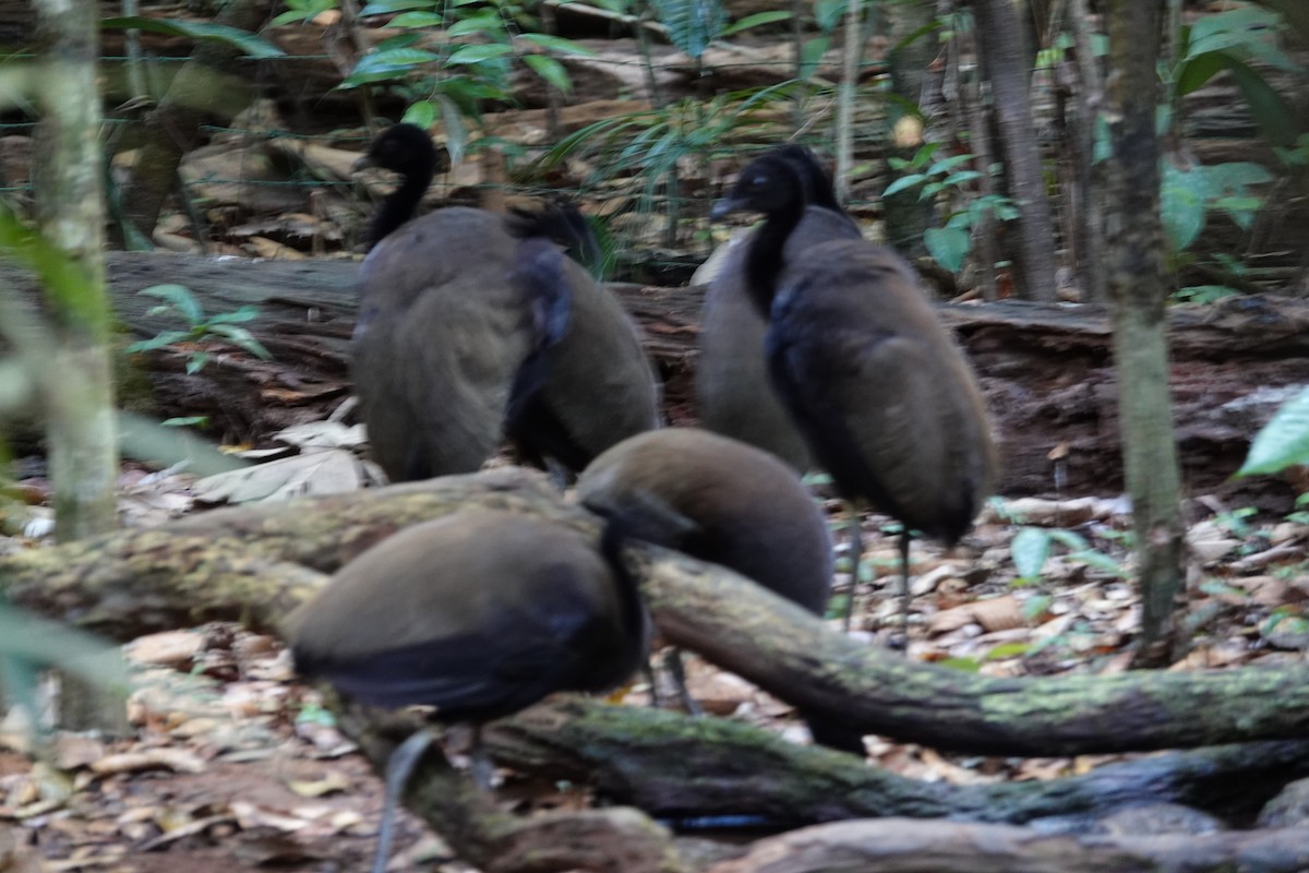 Dark-winged Trumpeter - ML641412785