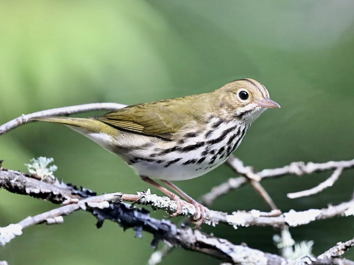 Ovenbird - ML641412787