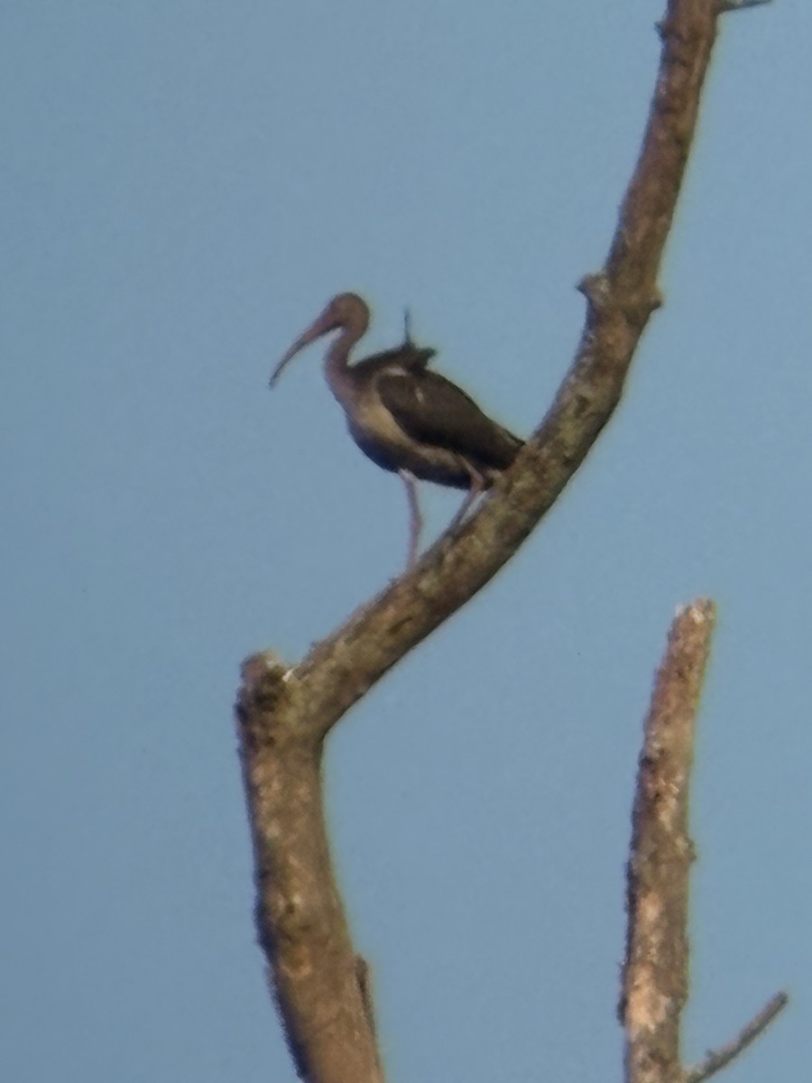 White Ibis - ML641412788