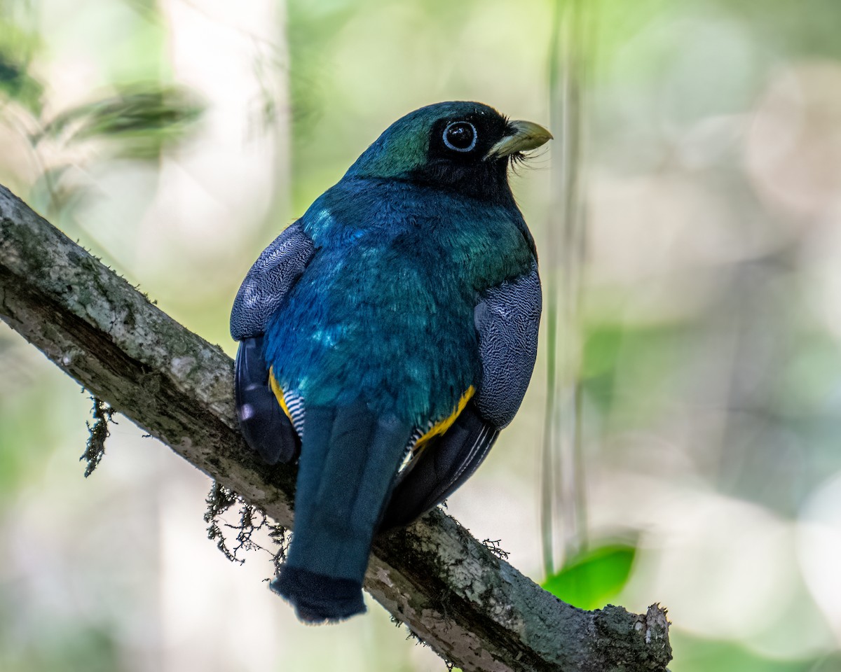 Atlantic Black-throated Trogon - ML641412793