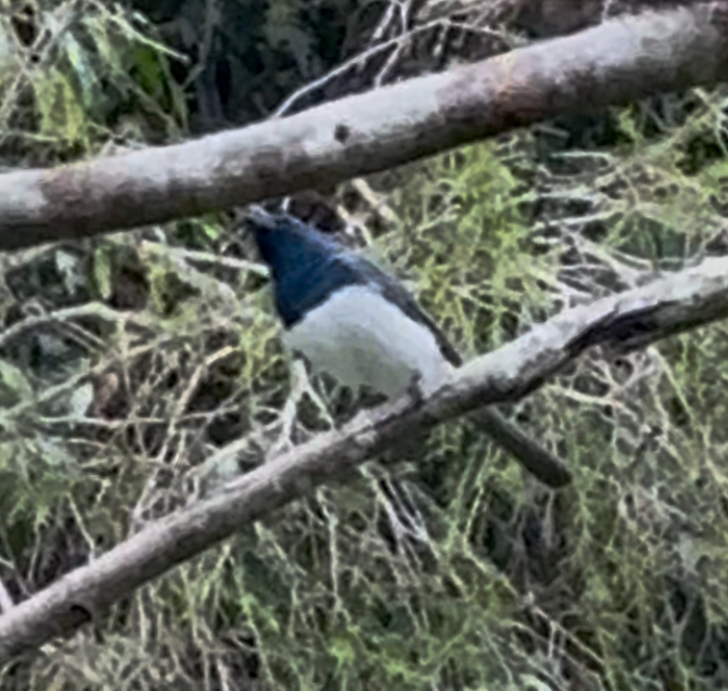 Leaden Flycatcher - ML641412801