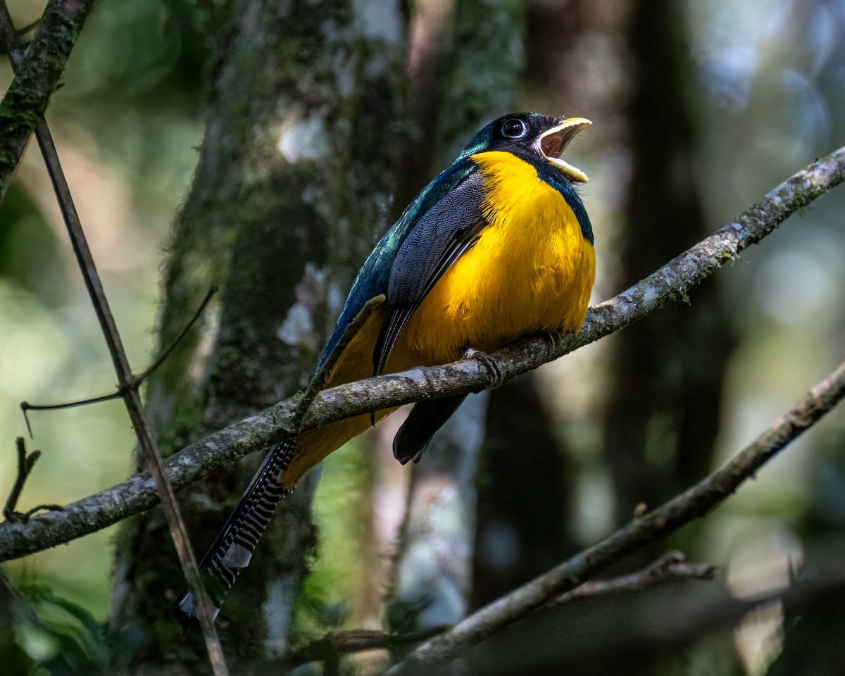 Atlantic Black-throated Trogon - ML641412802