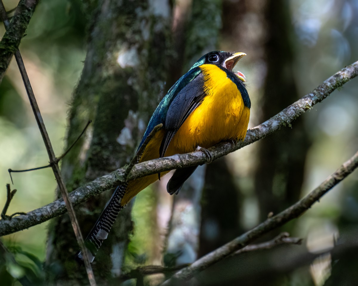 Atlantic Black-throated Trogon - ML641412803