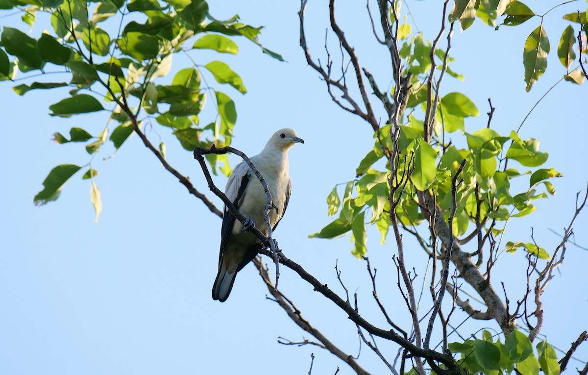 Pied Imperial-Pigeon - ML641412806