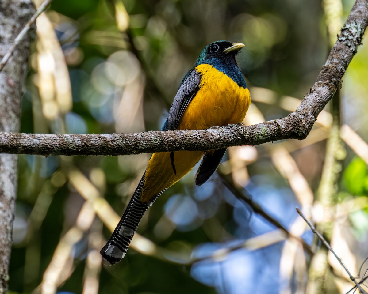 Atlantic Black-throated Trogon - ML641412807