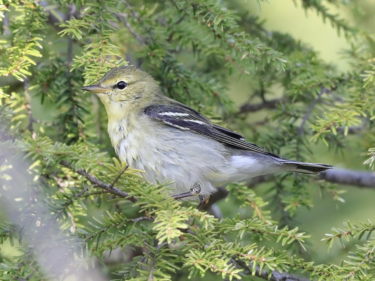 Blackpoll Warbler - ML641412809