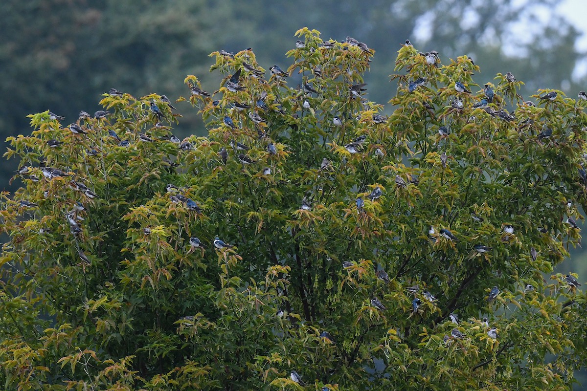 Tree Swallow - ML641412812
