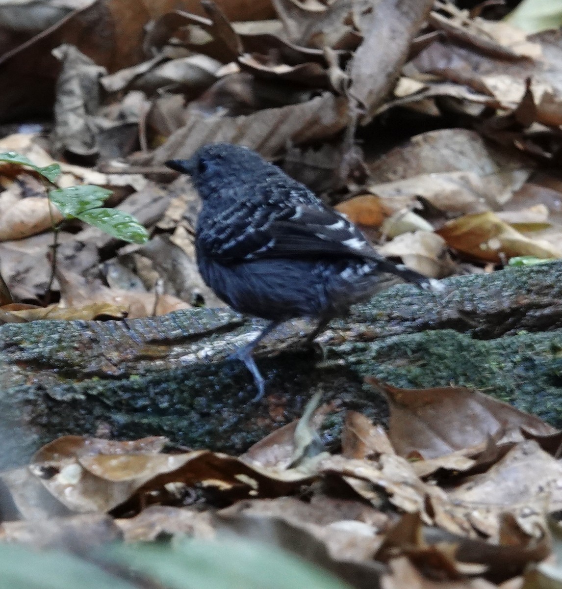 Xingu Scale-backed Antbird - ML641412817