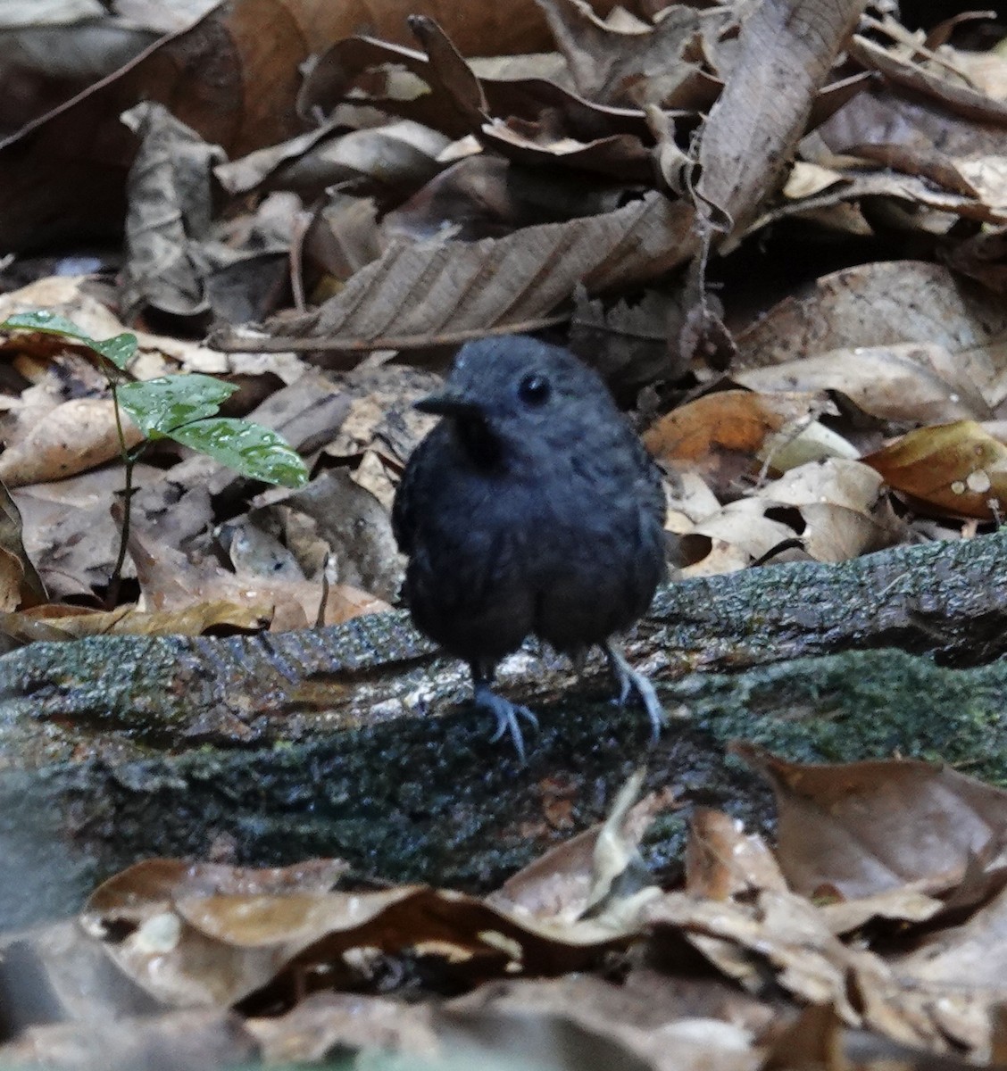 Xingu Scale-backed Antbird - ML641412819