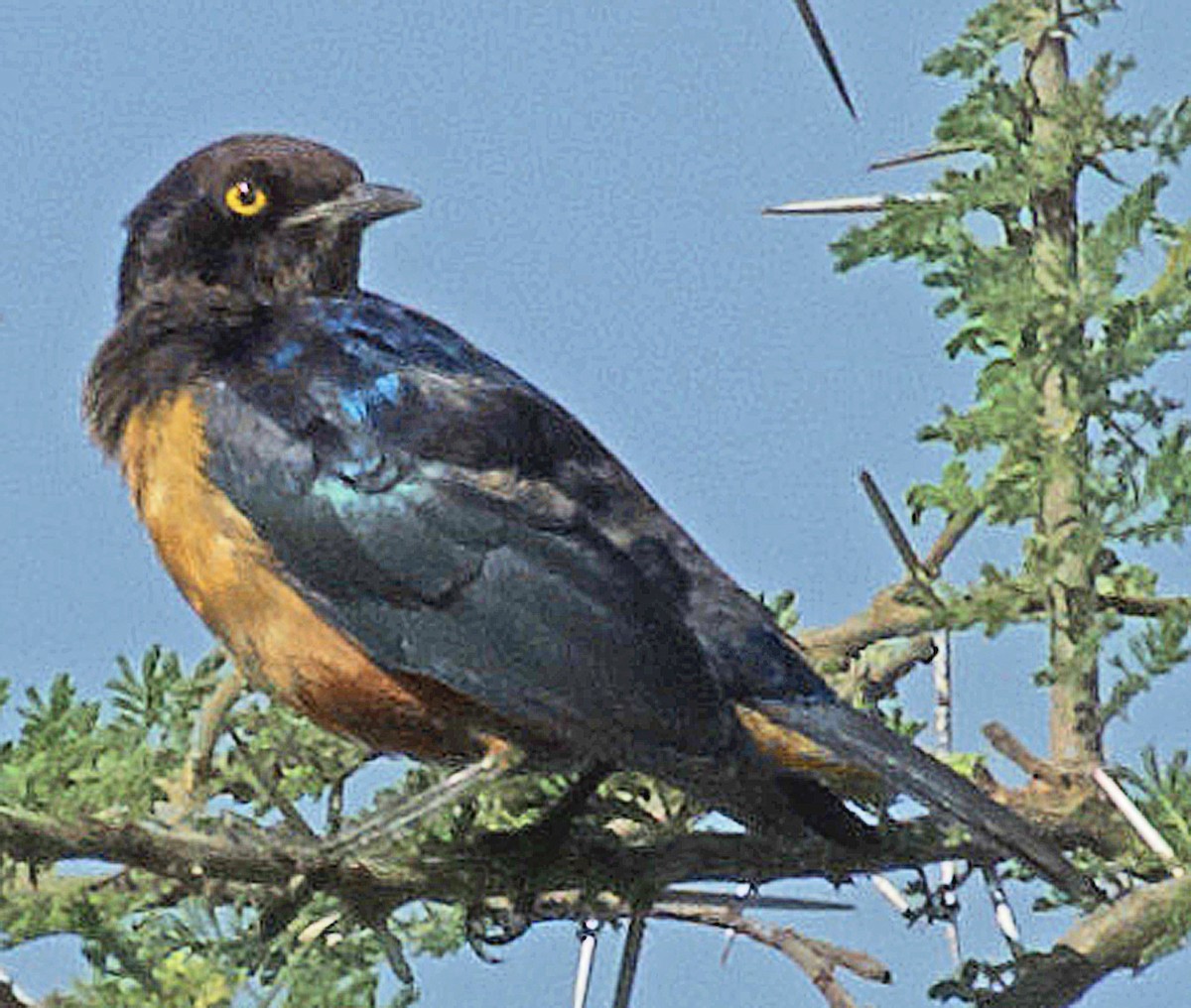 Hildebrandt's Starling - ML641412851
