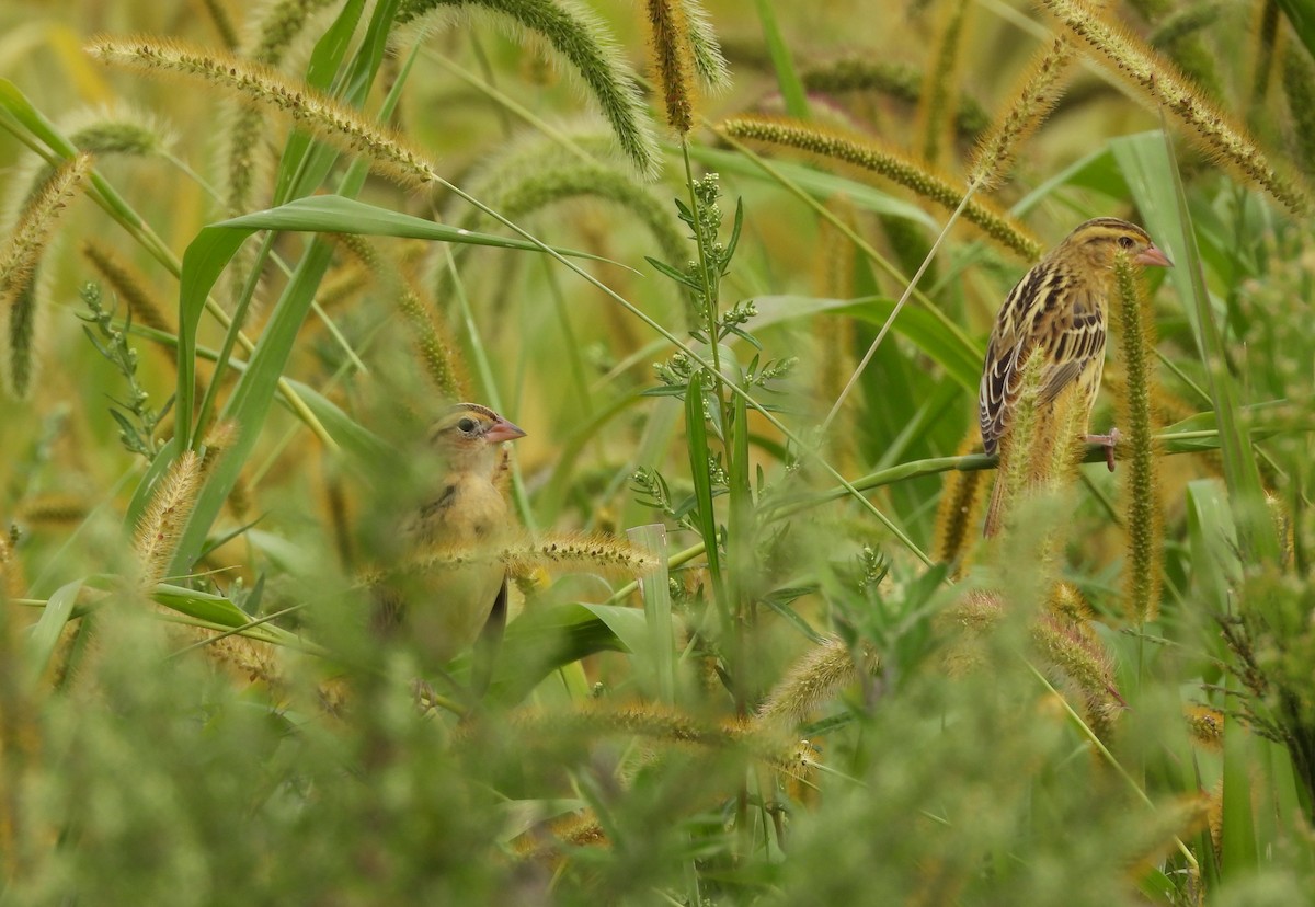 Bobolink - ML641412856
