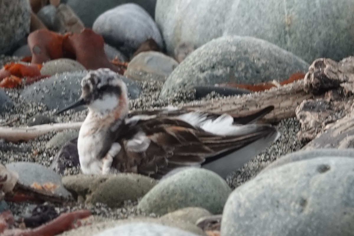 Red-necked Phalarope - ML641412866