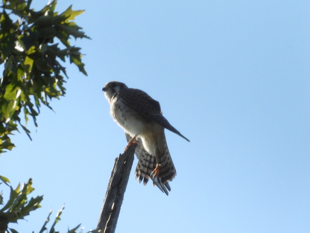 American Kestrel - ML641412871